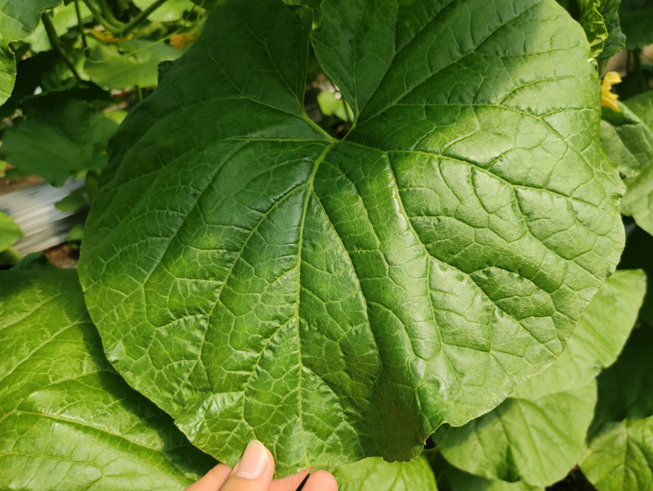 司普沃進(jìn)口水溶肥怎么樣？專業(yè)技術(shù)老師來解答。