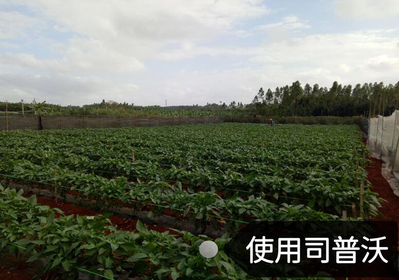 水溶肥的神奇奧秘，作物黃化也能治