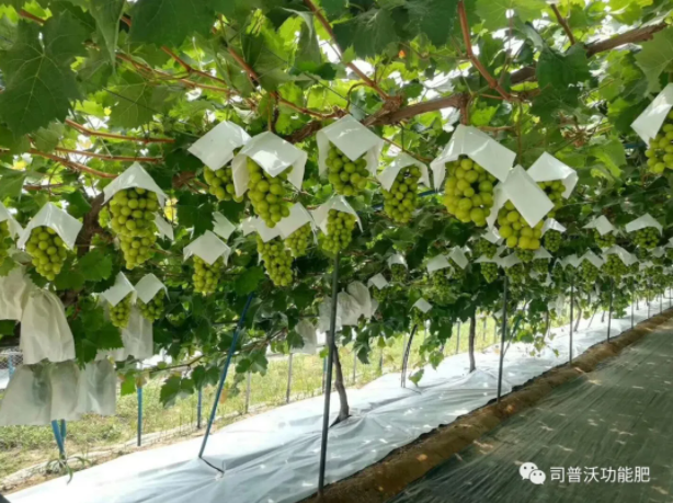 解密磷酸二氫鉀作用技巧，有些技巧你還真的不知道