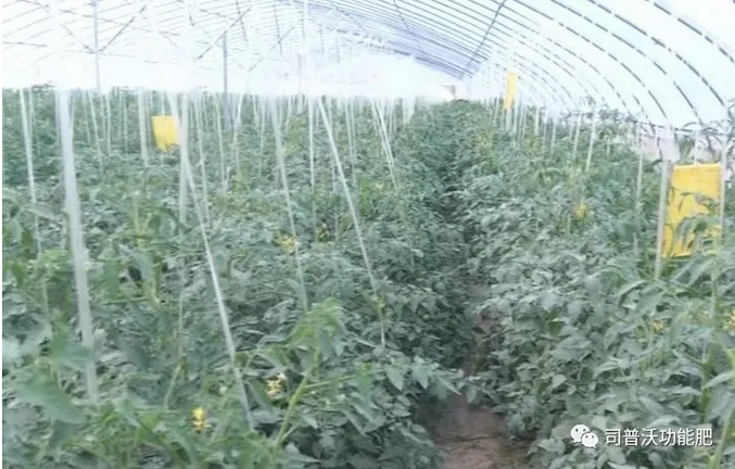 番茄卷葉不只是因為高溫和輪作那么簡單，葉片“向上卷”和“向下卷”也不一樣！