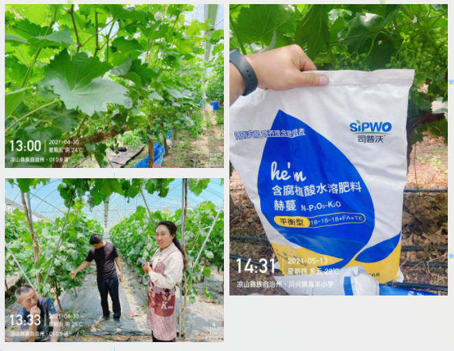 “氮、磷、鉀”三要素，你真吃透了嗎？
