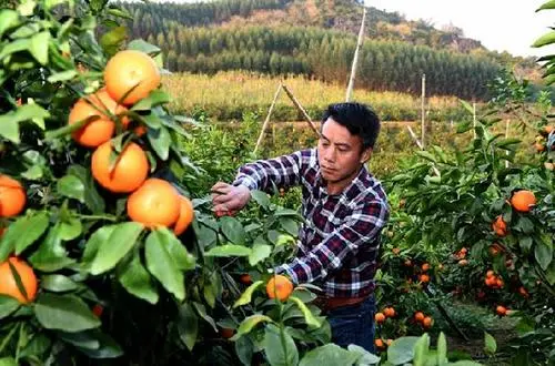 司普沃淺談柑橘苗疫病防治技術與管理